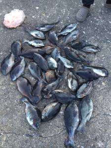 串本の磯　フカセの寒グレ好調