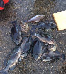 串本の磯　フカセの寒グレ好調