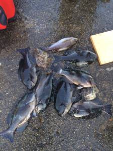 串本の磯　フカセの寒グレ好調