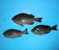 音海磯でのフカセグレ釣果