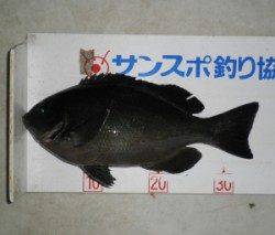 音海磯でのフカセグレ釣果