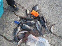 串本の磯　フカセの寒グレ狙い目