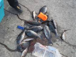 串本の磯　フカセの寒グレ狙い目