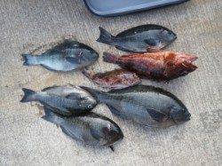 串本の磯　フカセの寒グレ狙い目