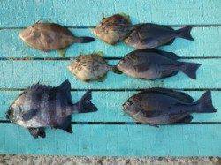 神谷一文字　カゴ釣りでグレ＆サンバソウの釣果