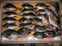 立島でグレ大漁！ 40㎝オーバーでてます