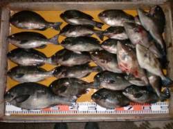 立島でグレ大漁！ 40㎝オーバーでてます