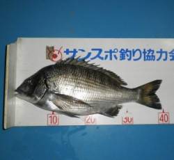 青井イカダにてサナギをエサに良型チヌ