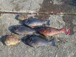 串本の磯　フカセでグレの釣果