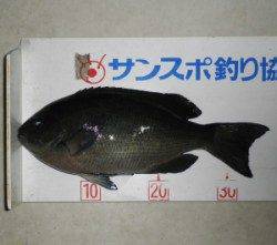 音海磯フカセでグレ36㎝、雨と高い波の厳しい状況での釣果