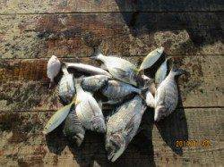 宮津東部のカセで48cm、良型チヌも釣れています