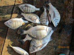 宮津東部のカセで48cm、良型チヌも釣れています