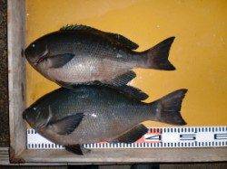 新温泉エリアの磯、ふかせで４５ｃｍオーバーのグレが３枚