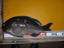 新温泉エリアの磯、ふかせで４５ｃｍオーバーのグレが３枚