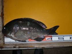 新温泉エリアの磯、ふかせで４５ｃｍオーバー…