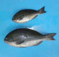 音海磯のフカセ釣りでグレ43.5cm！