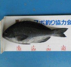 音海磯のフカセ釣りでグレ43.5cm！
