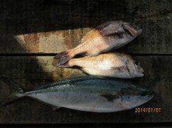 【7日】田井観光フィッシングでメジロにマダイ