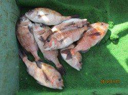 【7日】田井観光フィッシングでメジロにマダイ