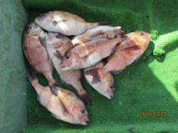 【7日】田井観光フィッシングでメジロにマダ…