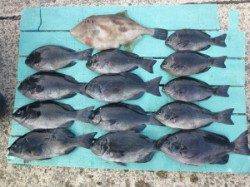 ヒラバエでカゴ釣り、グレ10匹オーバー、ウマヅラ36cmの釣果