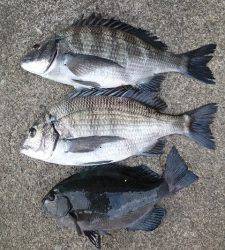 ヒラバエ、フカセ釣りでチヌ＆グレ！