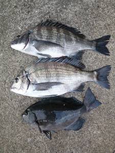 ヒラバエ、フカセ釣りでチヌ＆グレ！