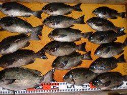 40UPのグレ☆朝一と3～4時過ぎまでがゴールデンタイム