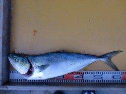 茶釜でのショアジギングでメジロ！