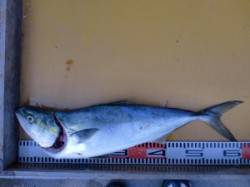 茶釜でのショアジギングでメジロ！