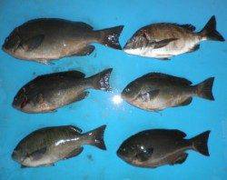 音海磯でグレ39cmを頭に5匹とチヌの釣果