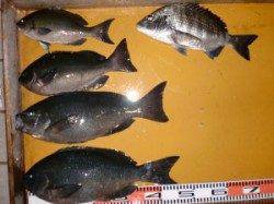 良型グレ好調！ 地こばんで49㎝、アカサガリで47cm・45㎝