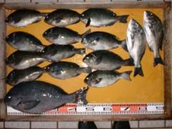 良型グレ好調！ 地こばんで49㎝、アカサガ…