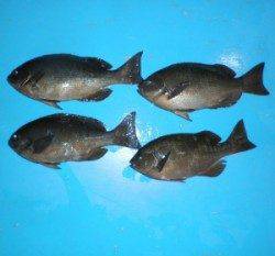 音海磯での初釣り釣果