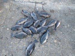 どこもグレ良く釣れてます!!萩尾の磯でフカセ釣り