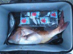 サバの壁で珍しい大型のマダイが釣れました♪