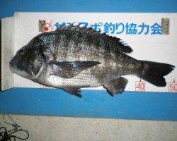 佐波賀道沿いでチヌ50.2cm、ナイトチニングゲームでの釣果