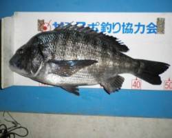 佐波賀道沿いでチヌ50.2cm、ナイトチニ…