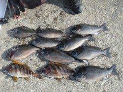 今の時期美味しいタカノハダイもゲット♪