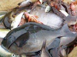 沖一文字内向きでカゴ釣り、グレ・アジ・ガシラの釣果