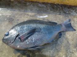 ヒラバエで30cmのグレをフカセでGET♪…