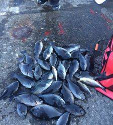 沖の赤島と赤島の壁の釣果☆グレ大漁！3人で29枚