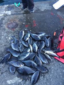 沖の赤島と赤島の壁の釣果☆グレ大漁！3人で29枚