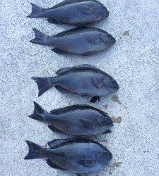 チョボでフカセ釣り　一投目からグレHIT★