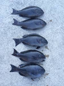 チョボでフカセ釣り　一投目からグレHIT★