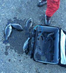 地のカンゴメでグレ～40.4cm15匹！