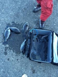 地のカンゴメでグレ～40.4cm15匹！