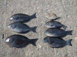 エンイチでのフカセ釣り、二人での釣果です