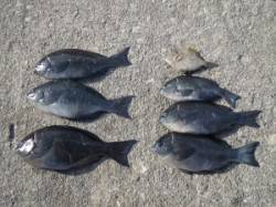 エンイチでのフカセ釣り、二人での釣果です