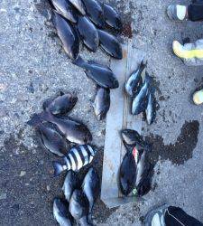 沖の赤島、3人で38cmまでのグレ9匹の釣果